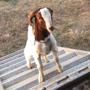 Meet your Posher, Dariene